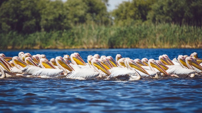 Ein große Anzahl an Rosapelikanen schwimmen im Donaudelta.