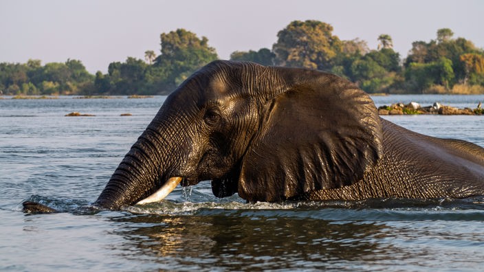 Eine Elefantenbulle ist bis auf seinen Kopf unter Wasser.