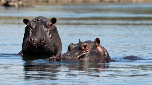 Zwei Flusspferde im Wasser, nur die Köpfe schauen heraus.