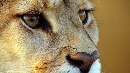 Das Gesicht eines Pumas in Großafunahme