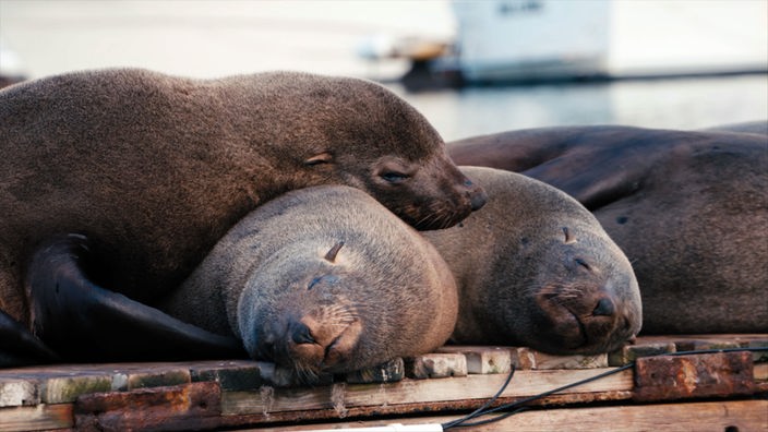 Schlafende Robben, die kreuz und quer übereinander liegen.