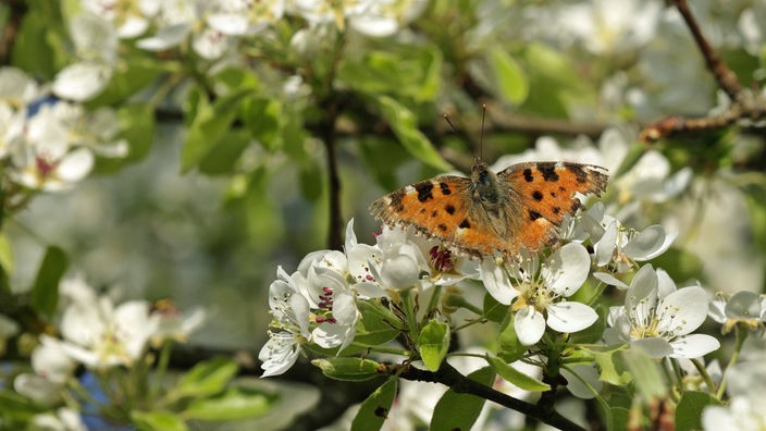 Ein Schmetterling, Kleiner fuchs, sitzt auf Kirschblüten.