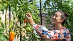 Nabila Pelz pfückt Tomaten. 