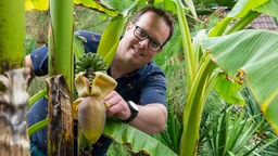 Thomas Seggewiß mit einer Bananenpflanze. 