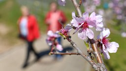 Spaziergänger unter rosa Mandelblüten in Rheinland-Pfalz