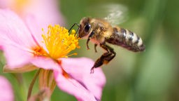 Zistrose und Biene