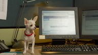 Hunde neben Bildschirm auf dem Schreibtisch