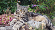 Eine Katze liegt entspannt auf einem Stein im Garten.
