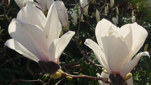 Magnolienblüten