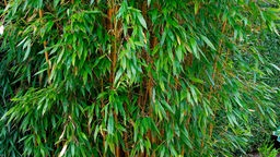 Bambus - Tipps zu Sorten und Pflege