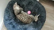 eine graubraune Katze liegt auf einem grauen Kissen