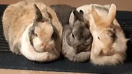 Drei Kaninchen.