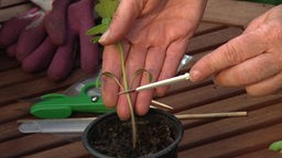 Garten-Expertin Anja Klein schneidet eine Tomatenpflanze an.