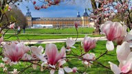 Magnolie im Schlosspark
