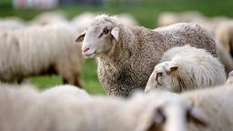 Eine Schafherde