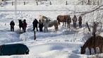 Landfrauen auf Pferdekoppel im Schnee