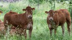 Limousin-Rinder auf der Weide.