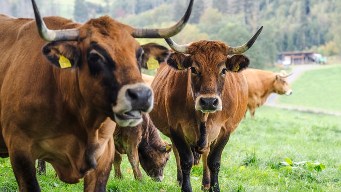 Die Rinder auf dem Hofgut Stöcken leben 8 Monate im Jahr auf der Weide