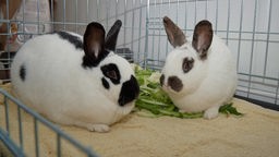 Zwei Kaninchen sitzen mit Grünzeug in einem Gehege: das Rechte ist schwarz-weiß und das Linke ist braun-weiß