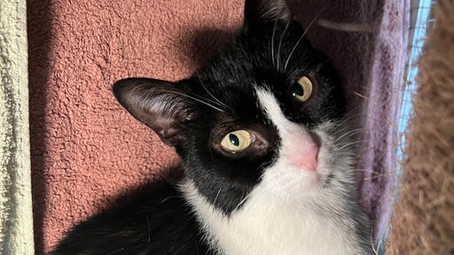 Schwarz-weiße Katze mit hellen Augen