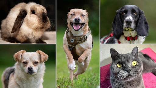Collage aus fünf Tierbildern: oben links ein beiges Kaninchen, unten links und in der Mitte ein beiger Hund, oben rechts ein schwarz-weißer Hund und unten rechts eine graue Katze