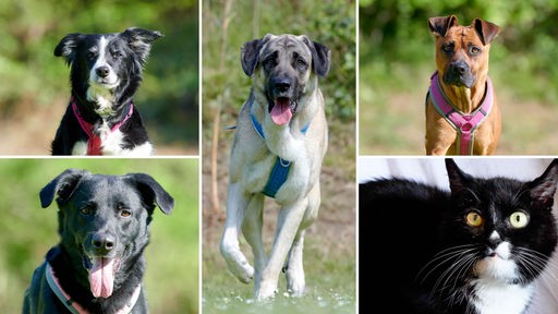 Collage aus fünf Tierbildern: oben links ein schwarz-weißer Hund, unten links ein schwarzer Hund, in der Mitte ein beiger Hund, oben rechts ein brauner Hund und unten links eine schwarz-weiße Katze