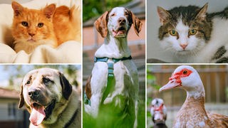 Collage aus fünf Tierbildern: oben links eine rote Katze, unten links ein beiger Hund, in der Mitte ein weiß-brauner Hund, oben rechts eine weiß-getigerte Katze, unten rechts eine weiß-rote Ente