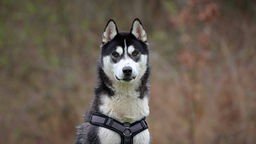 Großer Hund mit grau-beigefarbenem Fell in Nahaufnahme 