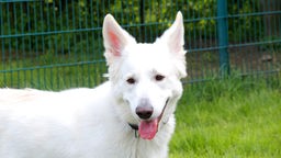 Hund mit weißem Fell und spitzen Ohren schaut hechelnd in die Kamera 