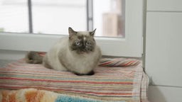 Katze mit beigefarbenem Fell und Maske sitzt auf einem gestreiften Teppich 