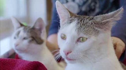 Zwei Katzen mit weiß-grauem Fell 