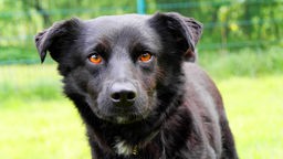 Hund mit schwarzem Fell in Nahaufnahme 