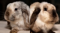 Zwei creme farbene Kaninchen mit Schlappohren