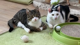 Zwei Katzen vor einem Spielzeug: links weiß-getigert und rechts schwarz-weiß