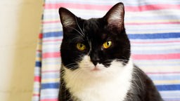 Katze mit schwarz-weißem Fell in Nahaufnahme 