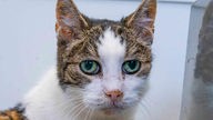 Katze mit weiß-getigertem Fell und grünen Augen in Nahaufnahme 