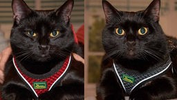 Eine Collage aus zwei schwarzen Katzen 