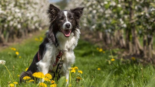 Hund mit schwarz-weißem langem Fell sitzt auf einer Blumenwiese 