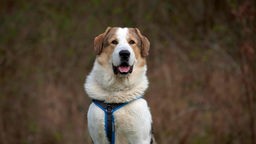 Großer Hund mit weiß braunem Fell und blauem Geschirr in Nahaufnahme 