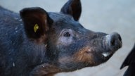 Dunkelgraues Schwein mit einer gelben Markierung im Ohr