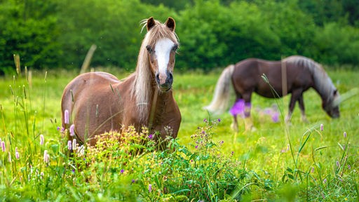Zwei Pferde auf einer blumigen Weide, ein Pferd im Hintergrund und ein braun-weißes Pferd im Vordergrund