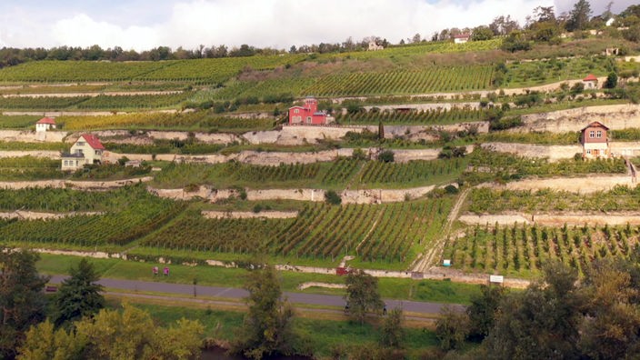 Hang mit Weinfeldern, dazwischen mehrere kleine Häuser