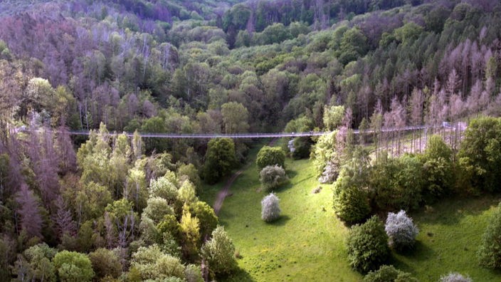 Hochseilhängebrücke über einem bewaldeten Tal
