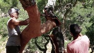 Korkernte im Alentejo - dabei wird die Rinde von Hand vom Baum abgeschält 