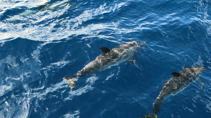Zwei Delfine schwimmen im Meer - von oben gesehen 