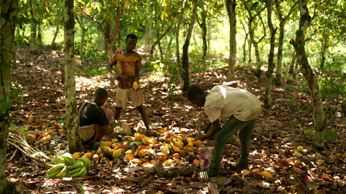 Kinder auf Kakaoplantage