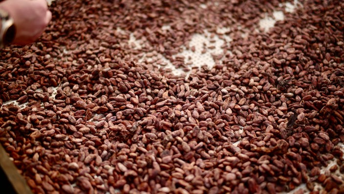 Kakaobohnen werden verarbeitet