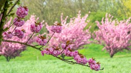 Kirschblüte mit Zweig im Vordergrund, Hintergrund Kirschbäume