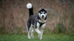 Großer Hund mit grau-beigefarbenem Fell steht auf einer Wiese 