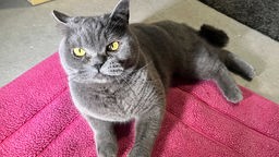 Graue Katze mit grün-gelben Augen liegt auf einer roten Decke